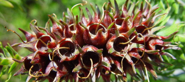 Seed pods on stem, Woodvale